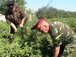 konoplya_200612_02_res