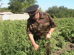 konoplya_200612_01_res