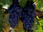 vin